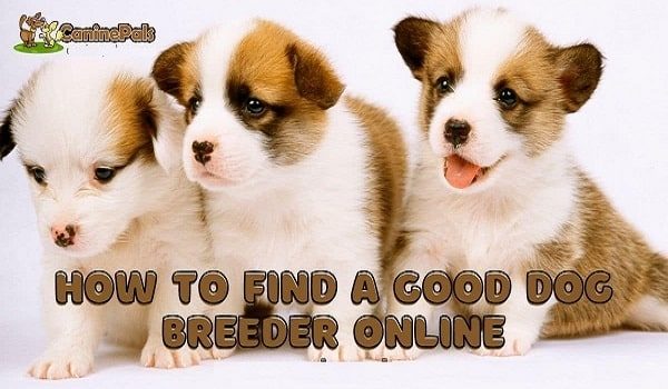 Good Animal Breeder For A Dog