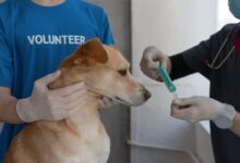Vaccinate Their Dogs