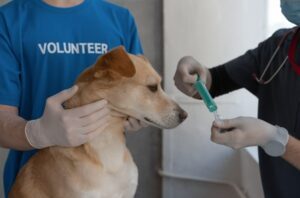 Vaccinate Their Dogs