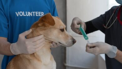 Vaccinate Their Dogs